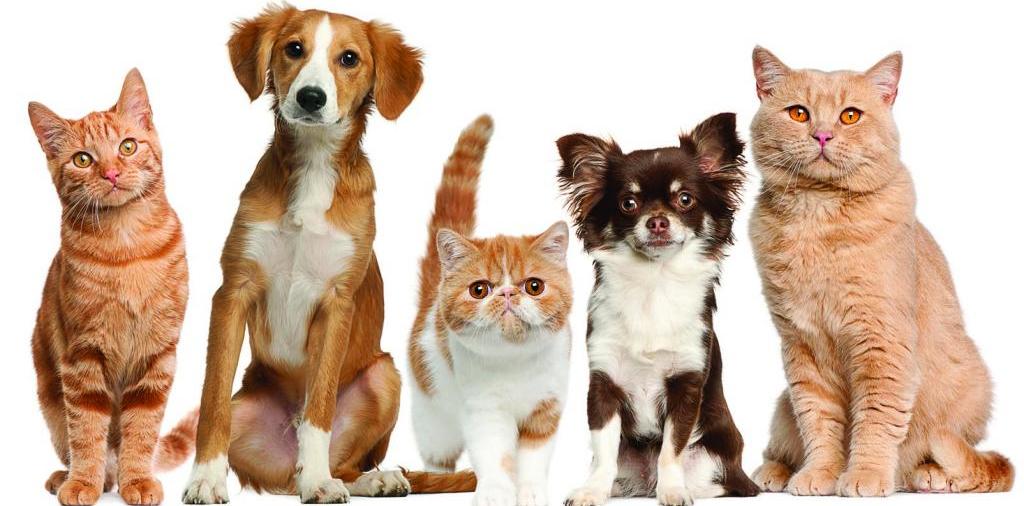 Доска объявлений о животных | ЗооТом - продажа, вязка и услуги для животных в Демидове