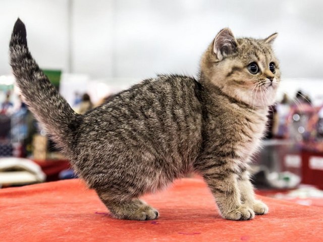 Породы кошек в Демидове | ЗооТом портал о животных