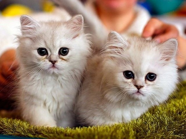 Породы кошек в Демидове | ЗооТом портал о животных