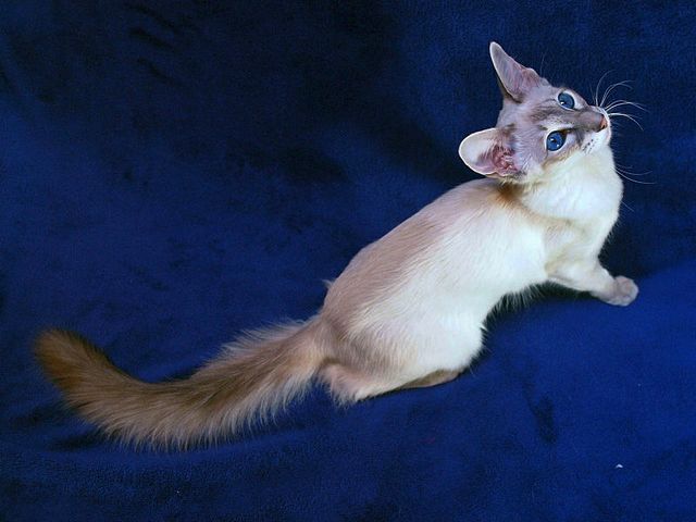Выведенные породы кошек в Демидове | ЗооТом портал о животных
