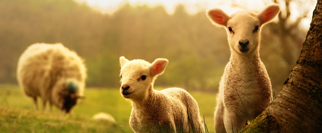 Объявления о сельскохозяйственных животных | ЗооТом - продажа, вязка и услуги для животных в Демидове