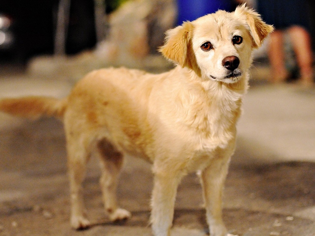 Породы собак в Демидове | ЗооТом портал о животных