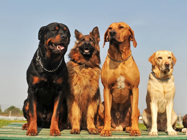 Крупные породы собак в Демидове | ЗооТом портал о животных