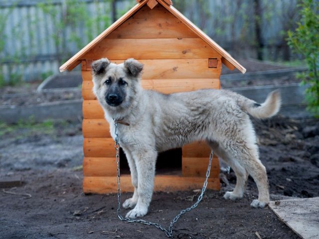 Все о собаках в Демидове